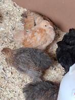 Mooie  cochin  kriel  hennen  kosten 10euro  per hen, Dieren en Toebehoren, Pluimvee, Vrouwelijk, Kip