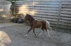 Uniek AMHA/nmprs minipaard aangeboden, Dieren en Toebehoren, Gechipt, Niet van toepassing, 0 tot 2 jaar, Hengst