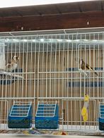 Koppel kleine bloem putters 2025, Dieren en Toebehoren, Vogels | Overige Vogels, Meerdere dieren, Wildzangvogel, Geringd