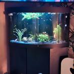Compleet aquarium alles erop en eraan inclusief vissen, Dieren en Toebehoren, Vissen | Aquaria en Toebehoren, Ophalen of Verzenden