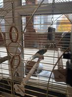 Parkietjes - Budgies, Dieren en Toebehoren, Vogels | Parkieten en Papegaaien, Meerdere dieren, Parkiet