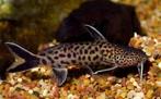 Synodontis Petricola XL, Vis, Zoetwatervis, Schoolvis