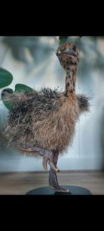 Opgezette Struisvogel Jong, Ophalen of Verzenden