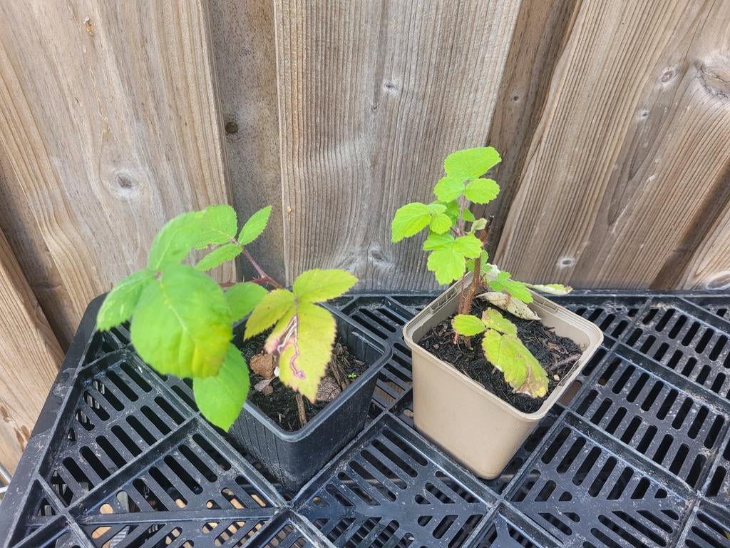 Japanse wijnbes biologisch, Tuin en Terras, Planten | Tuinplanten, Ophalen, Eenjarig, Volle zon