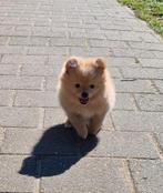 2 prachtige pomeriaan pups, Rabiës (hondsdolheid), 15 weken tot 1 jaar, Overige rassen, Meerdere