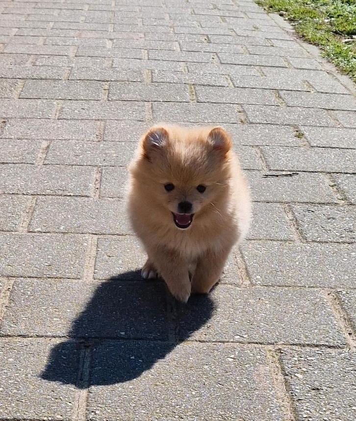 2 prachtige pomeriaan pups, Dieren en Toebehoren, Honden | Poolhonden, Keeshonden en Oertypen, Meerdere dieren, Overige rassen