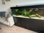 600L Aquarium, Dieren en Toebehoren, Vissen | Aquaria en Toebehoren, Ophalen, Gebruikt, Gevuld zoetwateraquarium