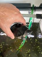 Muskusschildpadden (2 stuks) NOTK, Dieren en Toebehoren, Reptielen en Amfibieën, Schildpad, 7 tot 10 jaar