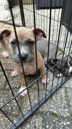 2 reutjes zoeken gouden mandje, Parvo, 8 tot 15 weken, Meerdere, Nederland
