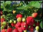 Aardbei plantjes, Ophalen of Verzenden, Minder dan 100 cm, Overige soorten, Zomer