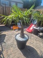 palmboom winterhard(-18) inclusief pot en grind, Tuin en Terras, Planten | Bomen, 100 tot 250 cm, Zomer, Palmboom, Ophalen