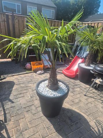 palmboom winterhard(-18) inclusief pot en grind beschikbaar voor biedingen
