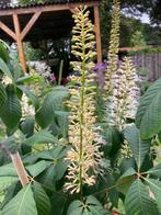 Aesculus Parviflora Struik, Tuin en Terras, Planten | Bomen, Zomer, Overige soorten, Ophalen, 100 tot 250 cm