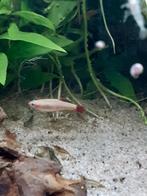 Chinese Danio's, Dieren en Toebehoren, Zoetwatervis, Vis