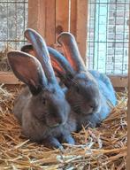 Blauwe vlaamse reus dekram gezocht!!!, Dieren en Toebehoren, Konijnen, Mannelijk, Groot, 0 tot 2 jaar