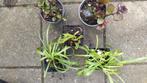 Zenegroen, Carex, wilde hyacint, Siergrassen, Ophalen