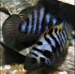 Zebra cichlide - koppel. Ruilen tegen een aquariumplantje., Dieren en Toebehoren, Vissen | Aquariumvissen, Vis, Zoetwatervis