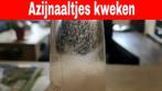 Porties AZIJN AALTJES om eigen kweek op te zetten, Ophalen, Nieuw, Overige typen
