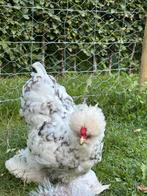 Zijderhoender haan, Dieren en Toebehoren, Mannelijk, Kip