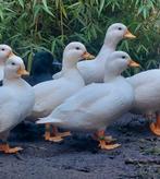 Witte kwakers, Dieren en Toebehoren, Pluimvee, Meerdere dieren, Eend