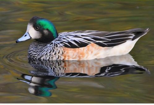 gezocht gevraagd siereenden sier eenden eend, Dieren en Toebehoren, Pluimvee, Eend, Meerdere dieren