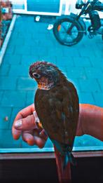 Een paar parkieten, Dieren en Toebehoren, Vogels | Parkieten en Papegaaien