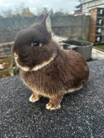 Kleurdwerg ram, Dieren en Toebehoren, Konijnen, Mannelijk, Dwerg, 0 tot 2 jaar