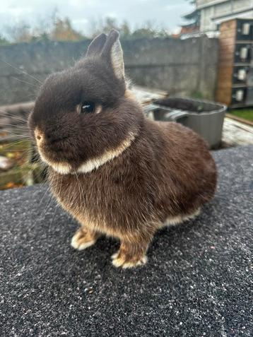 Kleurdwerg ram beschikbaar voor biedingen