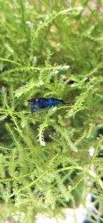Blue Dream OE garnalen, Kreeft, Krab of Garnaal, Zoetwatervis, Schoolvis
