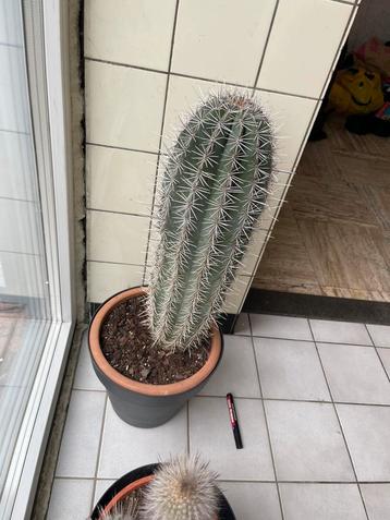 Pachycereus Pringlii Cactus  beschikbaar voor biedingen