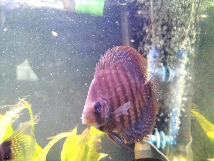 4 Discusvissen te koop, Dieren en Toebehoren, Vissen | Aquariumvissen, Vis