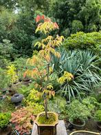 Bonsai tweestam (sokan) zelkova serrata, Hobby en Vrije tijd, Ophalen of Verzenden