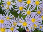 Aster ongeveer 80 cm hoog 4 euro, 3 voor 10 euro, Tuin en Terras, Planten | Tuinplanten, Ophalen of Verzenden, Overige soorten