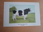 Litho Holstein-Friesian Koe en stier Illustratie Edwin 1922, Antiek en Kunst, Ophalen of Verzenden, Natuur en Biologie