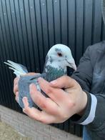 Te koop doffer, Dieren en Toebehoren, Vogels | Duiven, Mannelijk