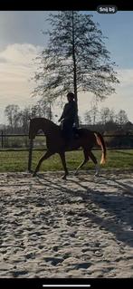 Super braaf allround dressuur paard, Dieren en Toebehoren, Paarden, Gechipt, Ruin, M, Dressuurpaard