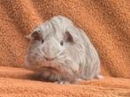 Lavendel sheltie zeugje apart bijzonder lichtgrijs blauw, Cavia, Juni, Vrouwelijk, Tam