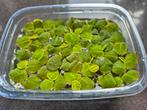 Phyllanthus Fluitans red root floaters drijfplant, Dieren en Toebehoren, Ophalen, Nieuw, Plant(en), Steen of Hout