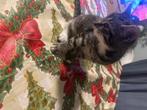 Lieve kitten van 3 maanden zoekt een nieuw thuis, Dieren en Toebehoren, Katten en Kittens | Overige Katten, Poes, Kortharig, 0 tot 2 jaar