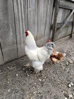 Brahma haan, Dieren en Toebehoren, Pluimvee, Mannelijk, Kip