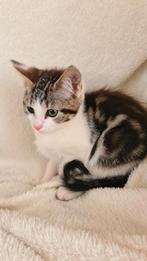 Lily is een poesje van 14 maanden, Dieren en Toebehoren, Katten en Kittens | Overige Katten, Poes, Kortharig, 0 tot 2 jaar