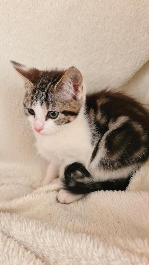Lily is een poesje van 14 maanden, Dieren en Toebehoren, Katten en Kittens | Overige Katten, Kortharig, Poes, 0 tot 2 jaar