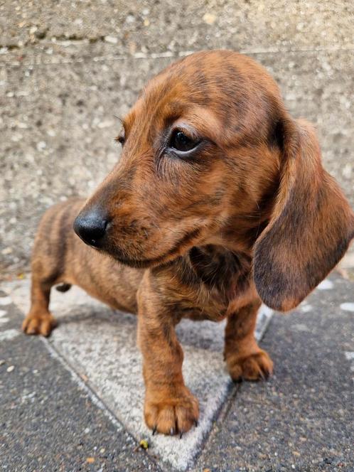 Prachtige dwergteckel pupjes korthaar, Dieren en Toebehoren, Honden | Teckels en Dashonden, Meerdere dieren, Korthaar, Dwerg, Fokker | Hobbymatig