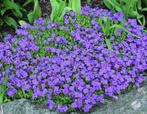 Aubrieta blauwkussen zaden, Ophalen of Verzenden, Voorjaar, Volle zon, Zaad