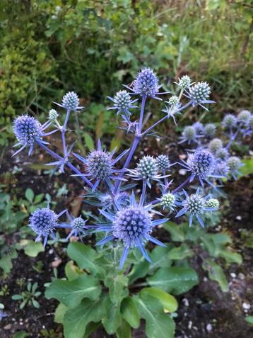 zaden Eryngium planum Blauer Zwerg, kruisdistel beschikbaar voor biedingen