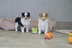 Leuke Sheltie pups, Dieren en Toebehoren, Sheepdog, Nederland, CDV (hondenziekte), 8 tot 15 weken