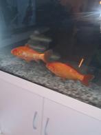 2 grote goudvissen mogen per direct weg, Dieren en Toebehoren, Vissen | Vijvervissen, Goudvis(sen)