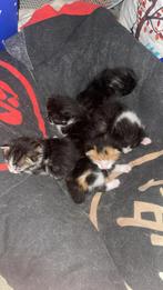 5 gezonde kittens met moeder, Ophalen, Nieuw, Katten