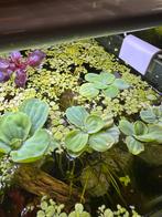 Aquarium drijfplantjes, Ophalen, Plant(en), Steen of Hout