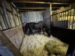 16 jarig super betrouwbaar men paard, Merrie, Niet van toepassing, Gechipt, 170 tot 175 cm